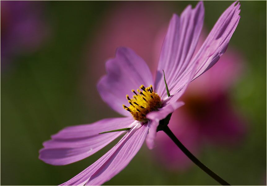 Schmuckkörbchen (Cosmea)