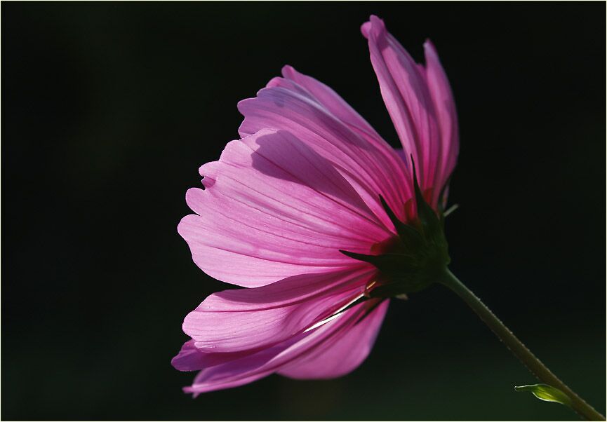 Schmuckkörbchen (Cosmea)