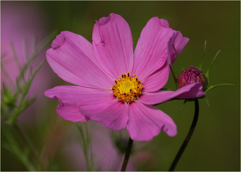 Schmuckkörbchen (Cosmea)