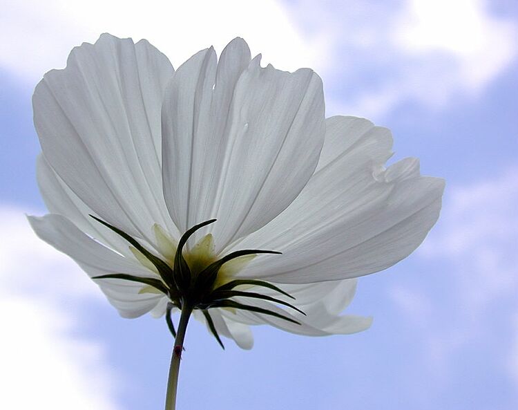 Schmuckkörbchen (Cosmea)