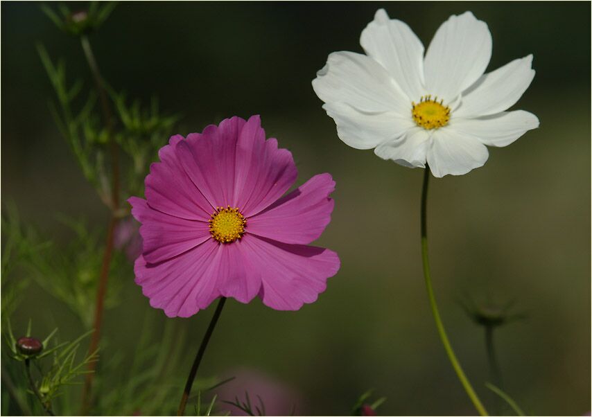 Schmuckkörbchen (Cosmea)