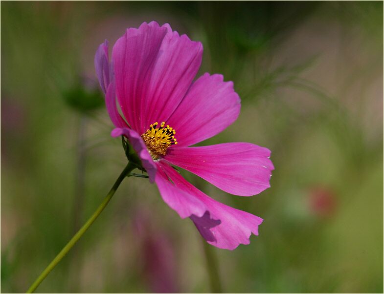 Schmuckkörbchen (Cosmea)