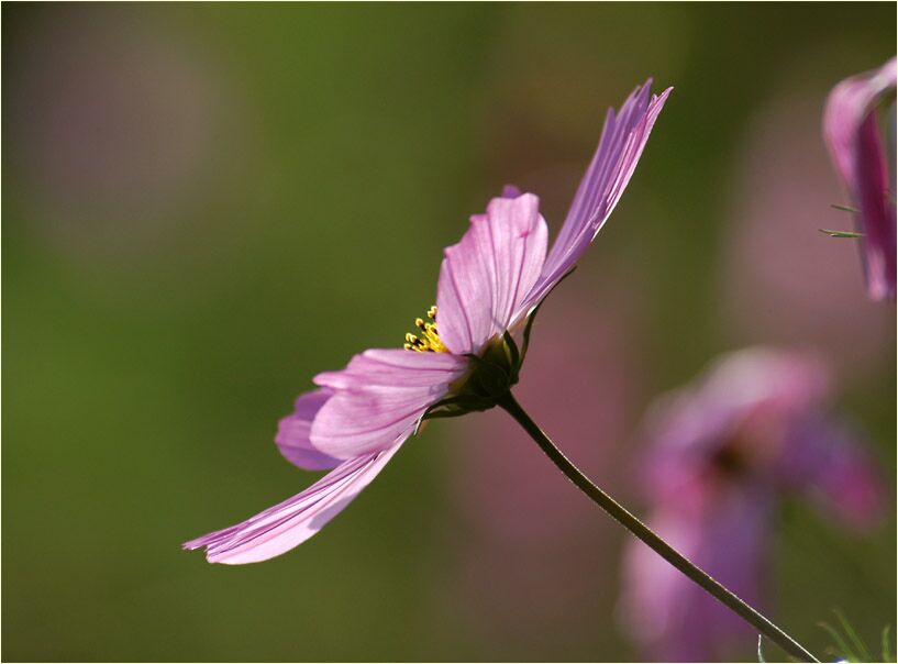 Schmuckkörbchen (Cosmea)