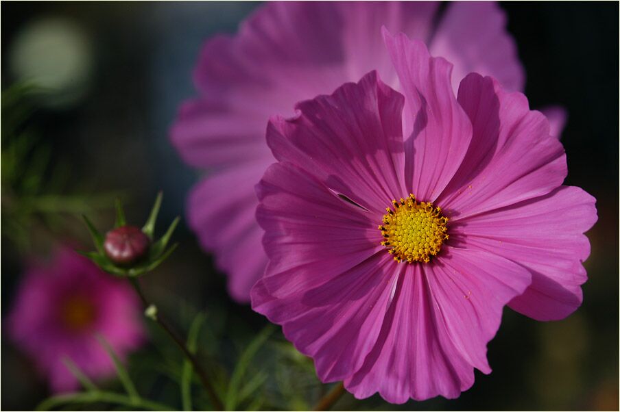 Schmuckkörbchen (Cosmea)