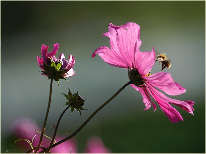 Schmuckkörbchen (Cosmea) mit Hummel