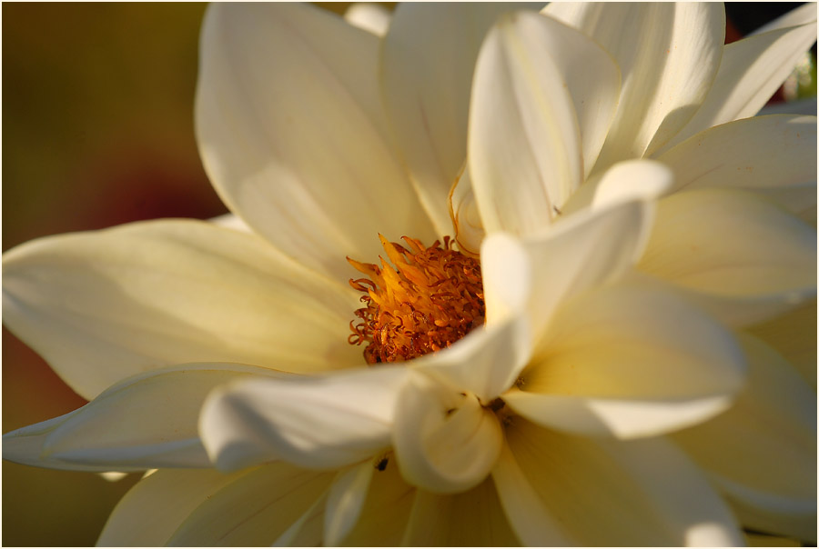 Dahlie (Dahlia)