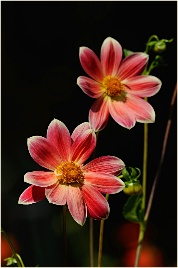Dahlie (Dahlia)