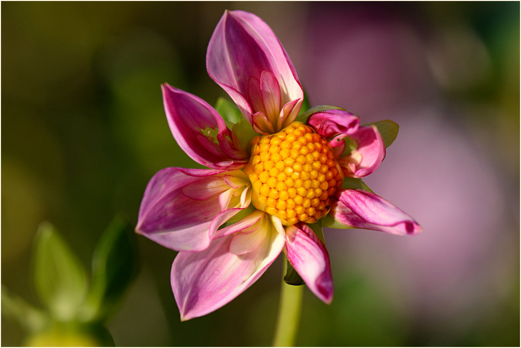 Dahlie (Dahlia)