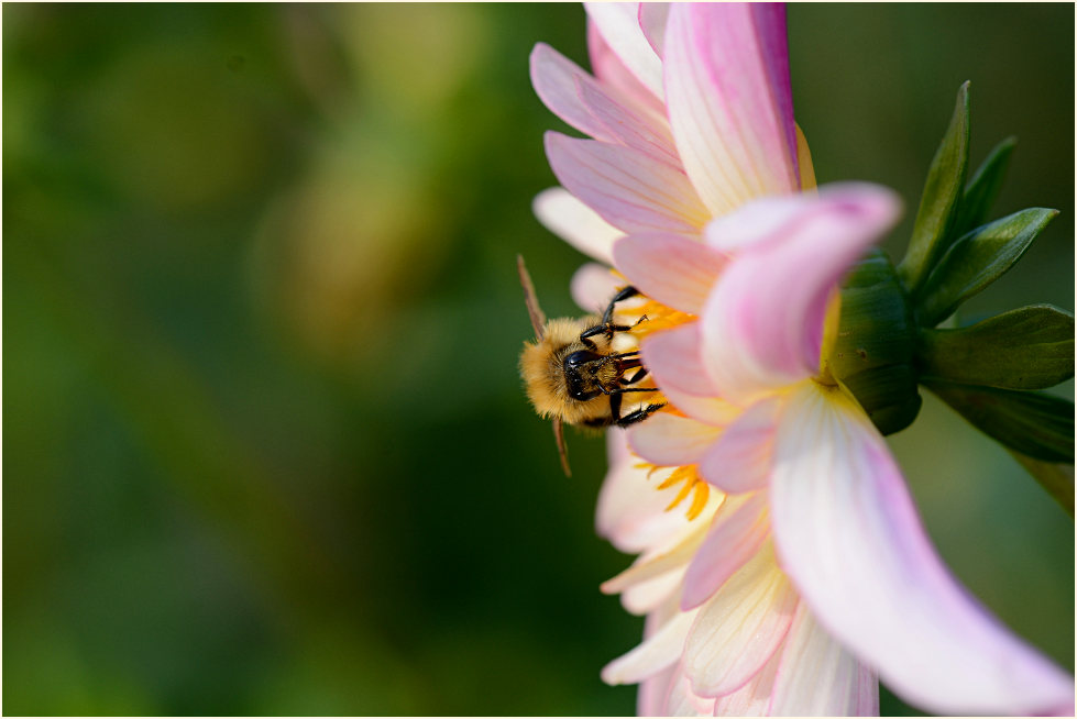 Dahlie (Dahlia)