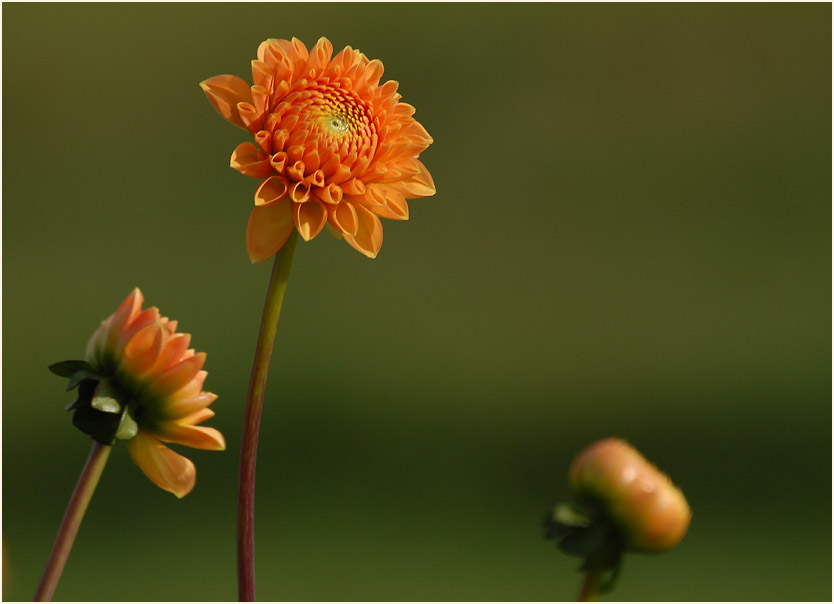 Dahlie (Dahlia)