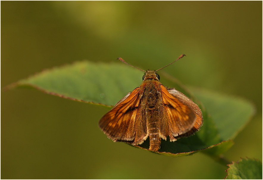 Schmetterling, Dickkopffalter