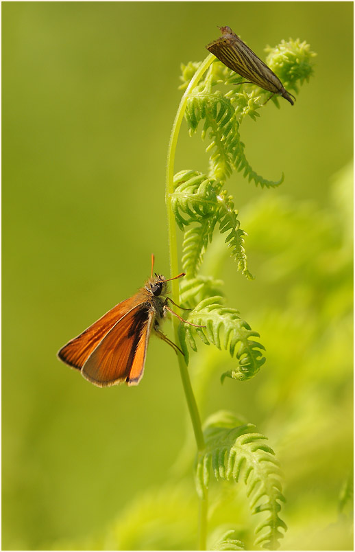 Schmetterling, Dickkopffalter