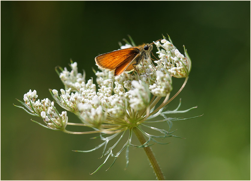 Schmetterling, Dickkopffalter