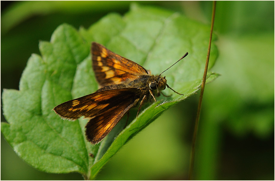 Schmetterling, Dickkopffalter