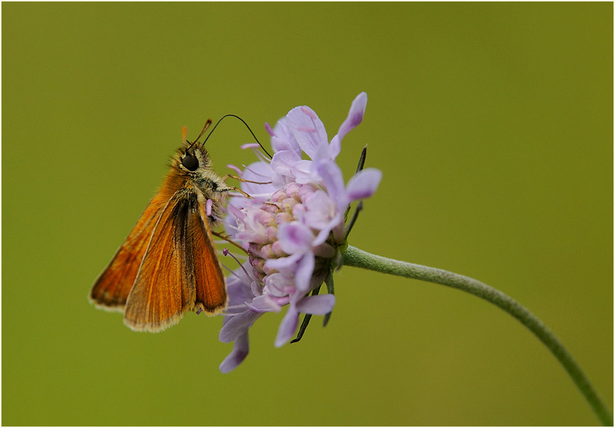 Schmetterling, Dickkopffalter