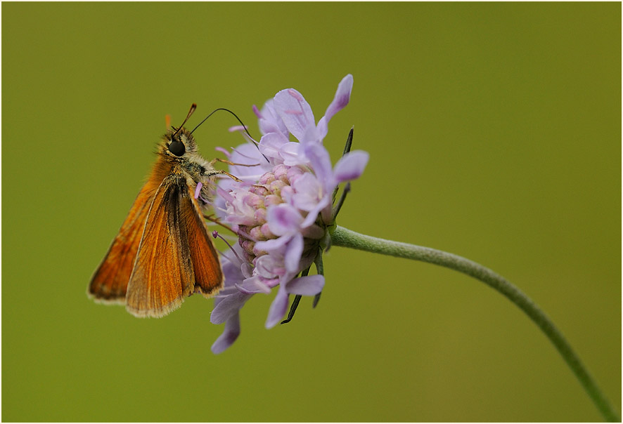 Schmetterling, Dickkopffalter