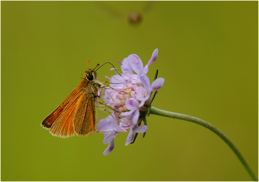 Schmetterling, Dickkopffalter
