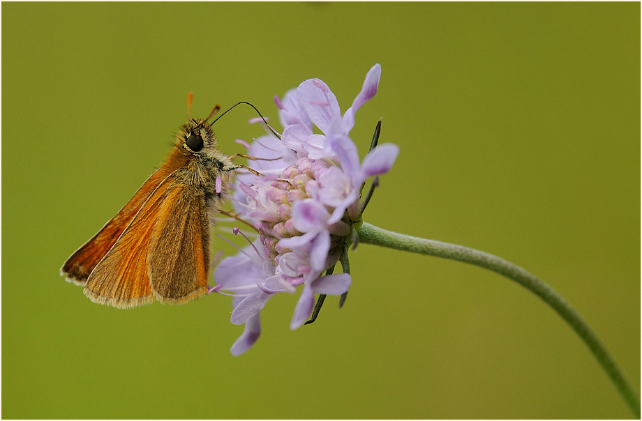 Schmetterling, Dickkopffalter