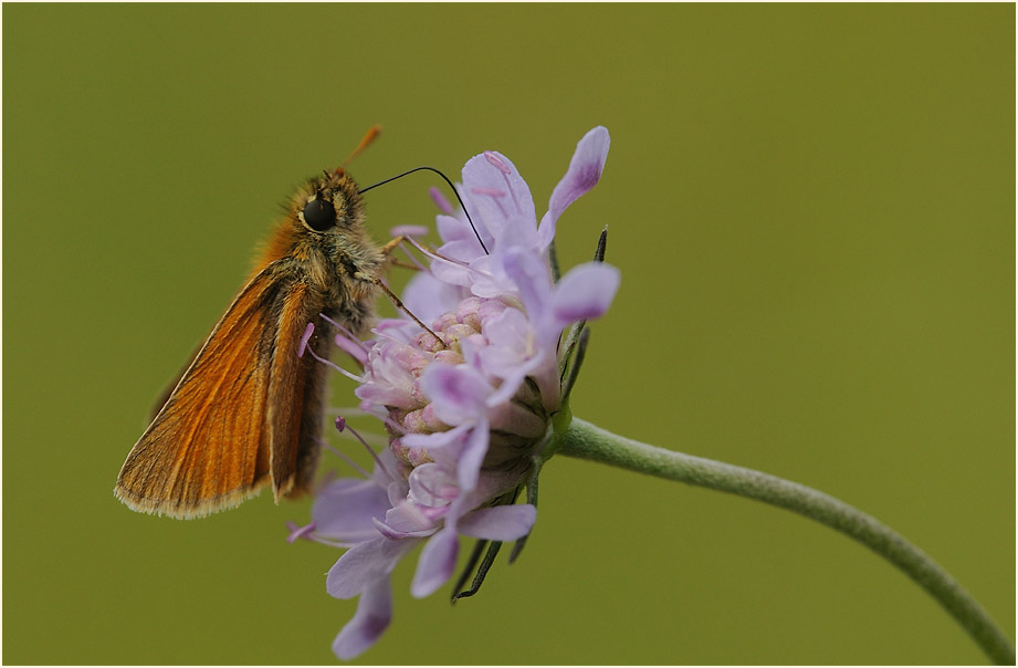 Schmetterling, Dickkopffalter