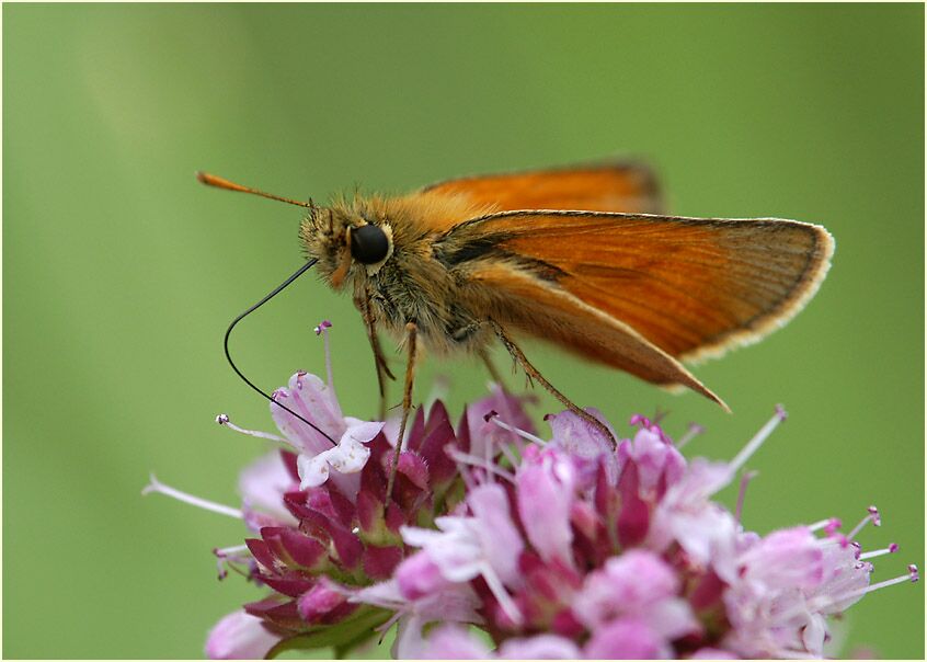 Schmetterling, Dickkopffalter