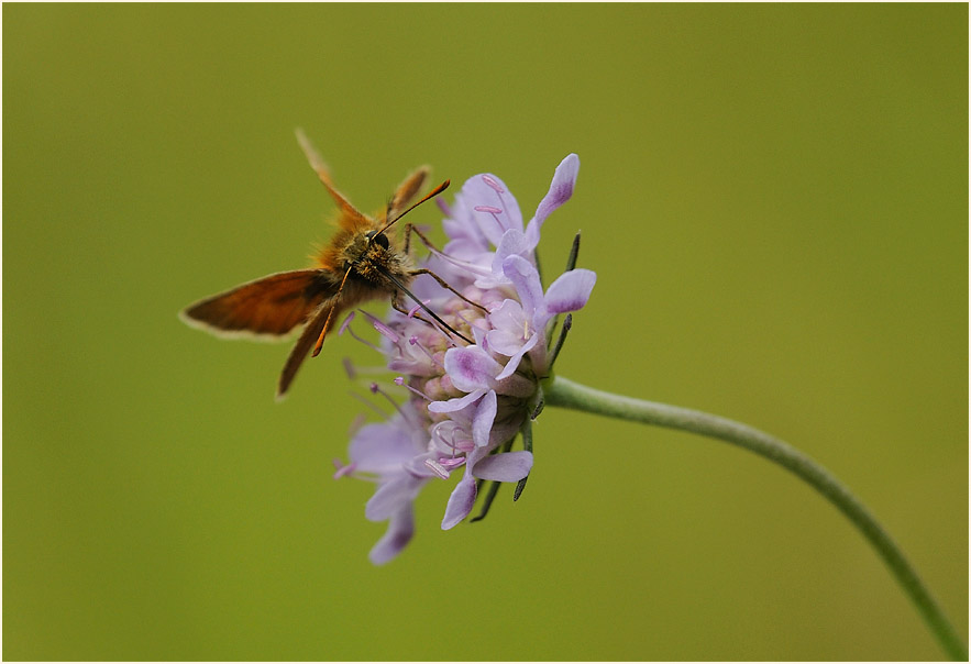 Schmetterling, Dickkopffalter