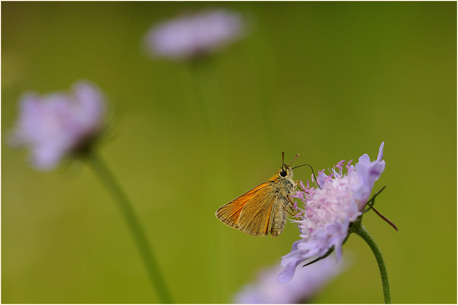 Schmetterling, Dickkopffalter