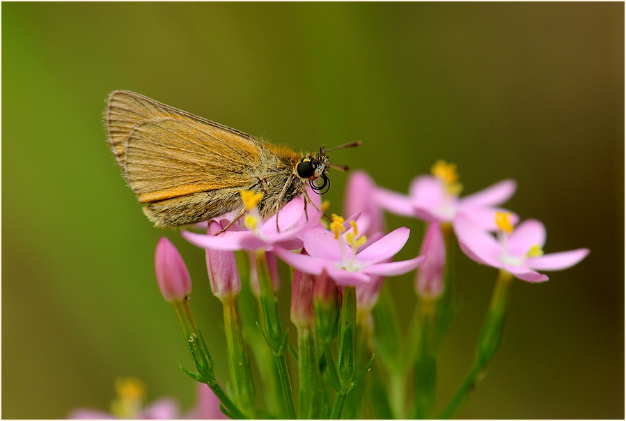Schmetterling, Dickkopffalter
