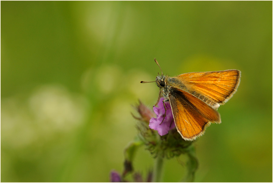 Schmetterling, Dickkopffalter