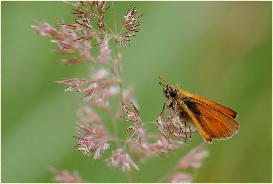 Schmetterling, Dickkopffalter
