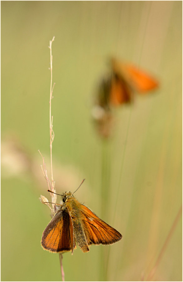 Schmetterling, Dickkopffalter