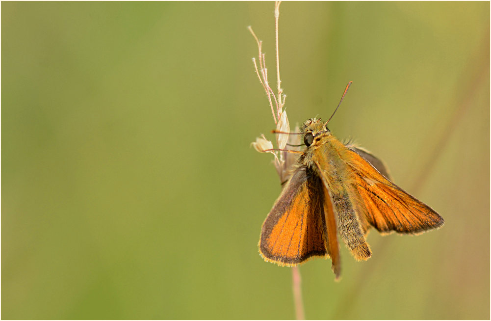 Schmetterling, Dickkopffalter