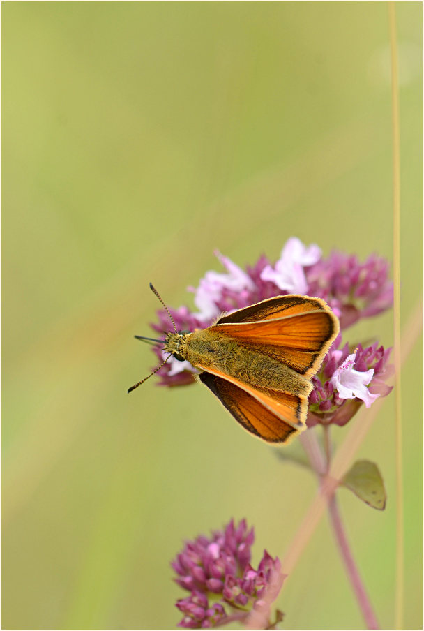 Schmetterling, Dickkopffalter