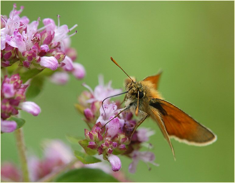 Schmetterling, Dickkopffalter