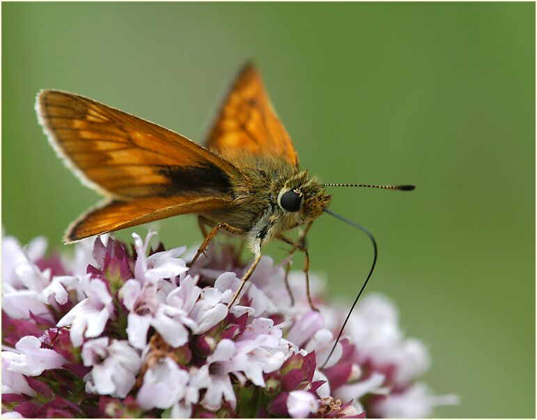 Schmetterling, Dickkopffalter