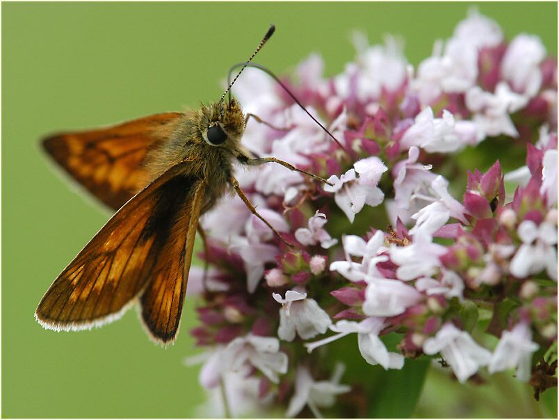 Schmetterling, Dickkopffalter