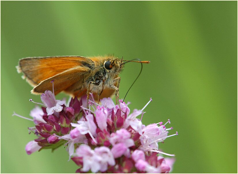 Schmetterling, Dickkopffalter