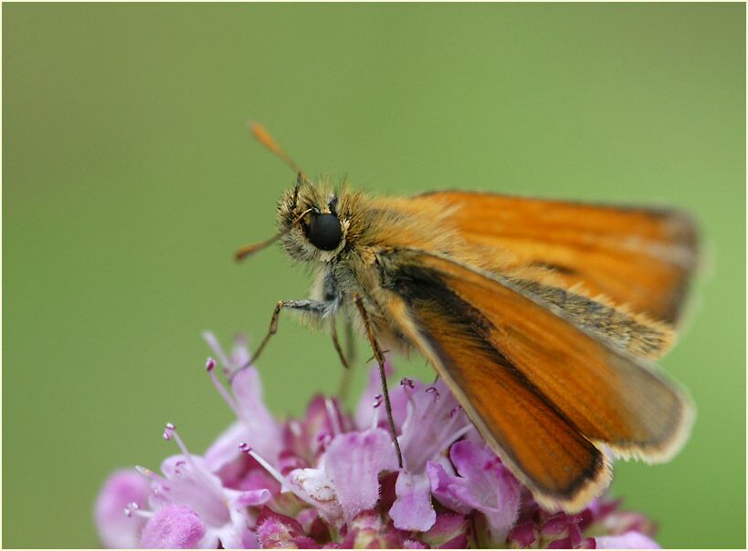 Schmetterling, Dickkopffalter