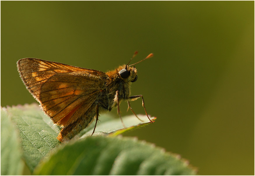 Schmetterling, Dickkopffalter