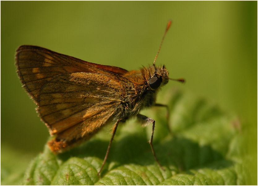 Schmetterling, Dickkopffalter