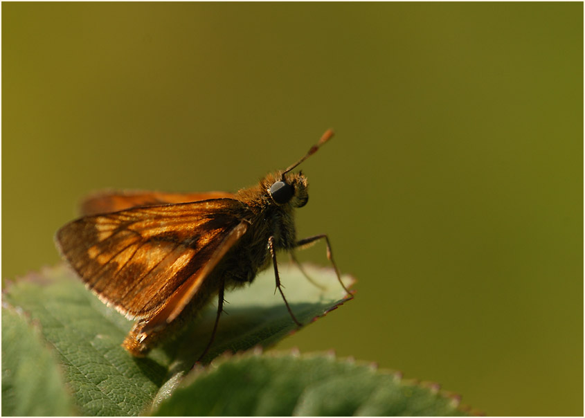 Schmetterling, Dickkopffalter