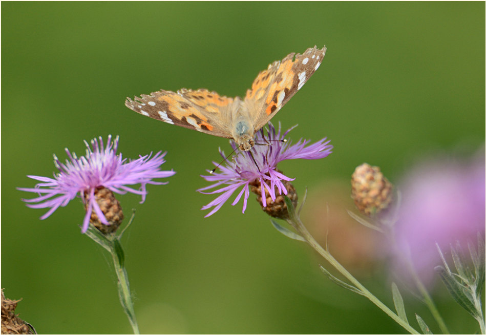 Distelfalter