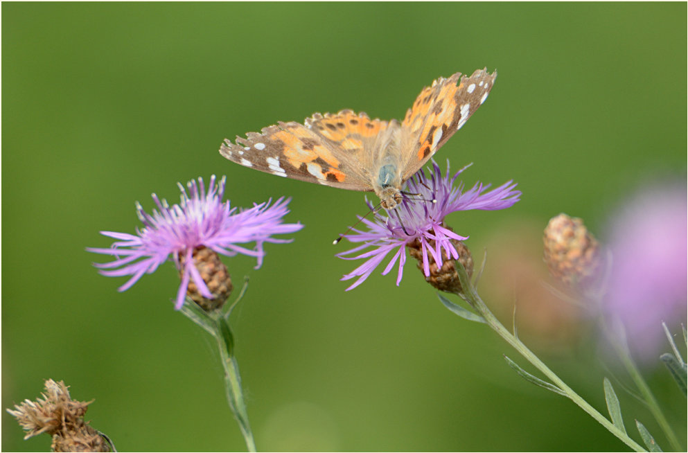 Distelfalter