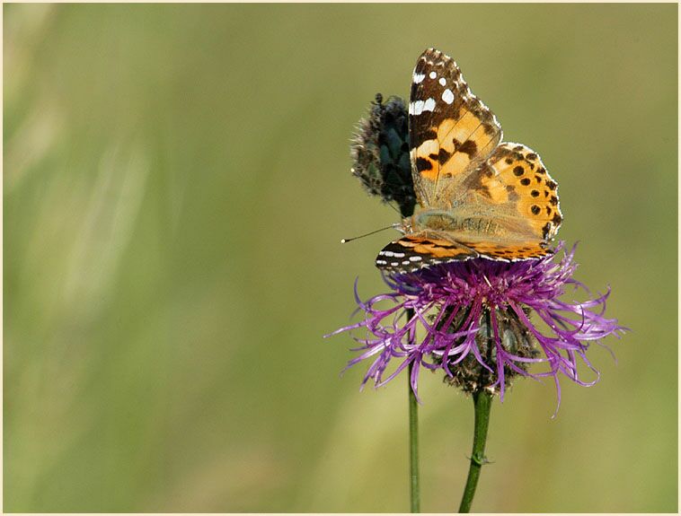 Distelfalter