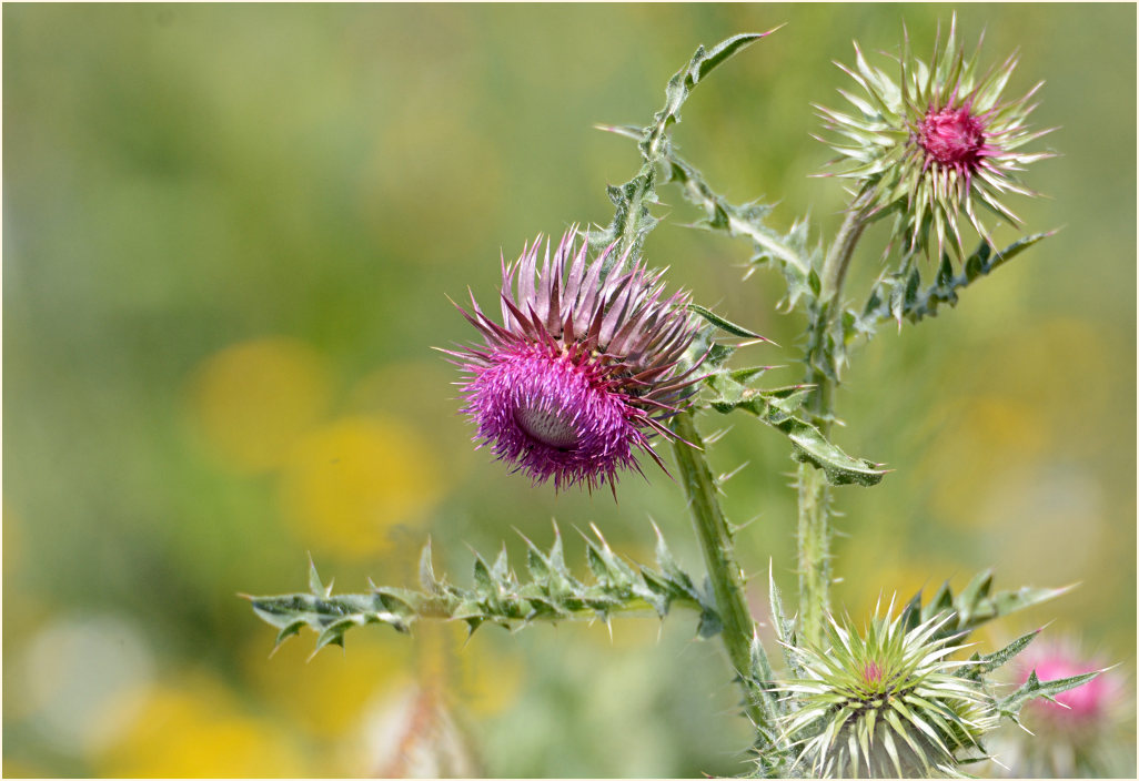 Nickende Distel(Carduus nutans)