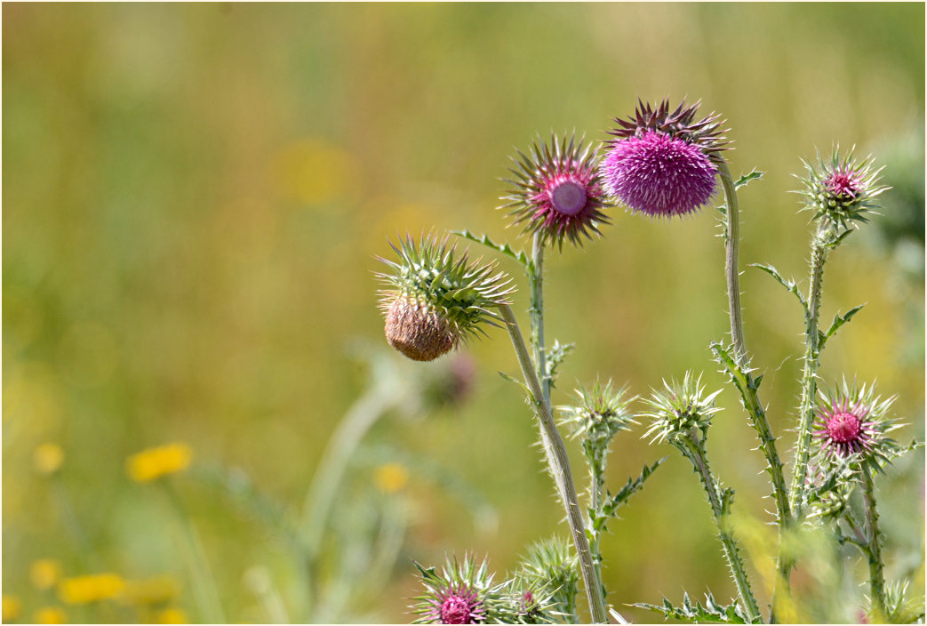 Nickende Distel(Carduus nutans)