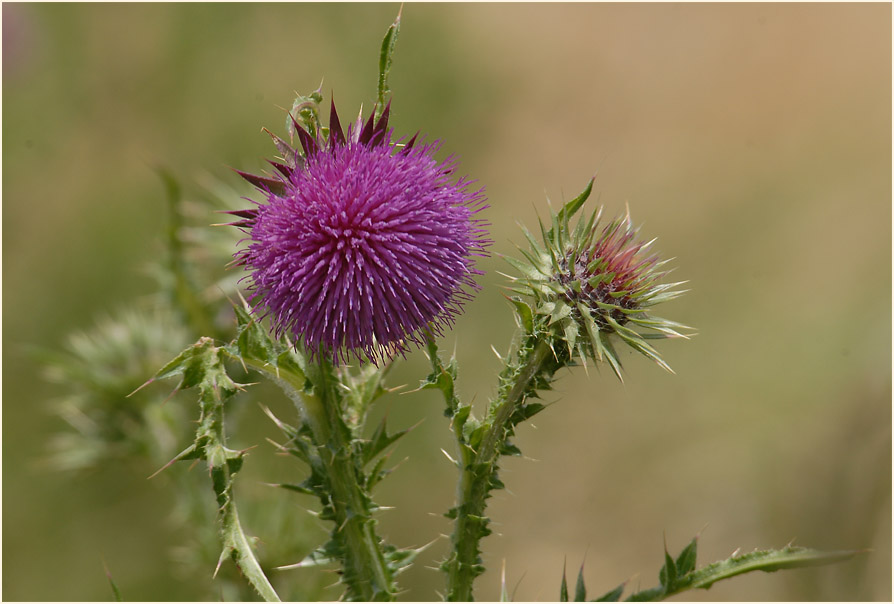 Nickende Distel(Carduus nutans)