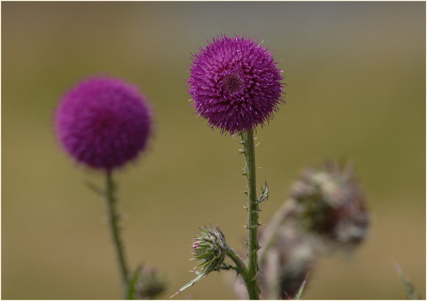 Nickende Distel(Carduus nutans)