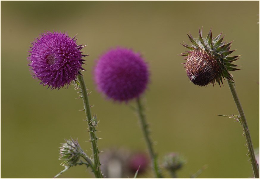 Nickende Distel(Carduus nutans)