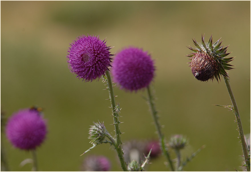 Nickende Distel(Carduus nutans)