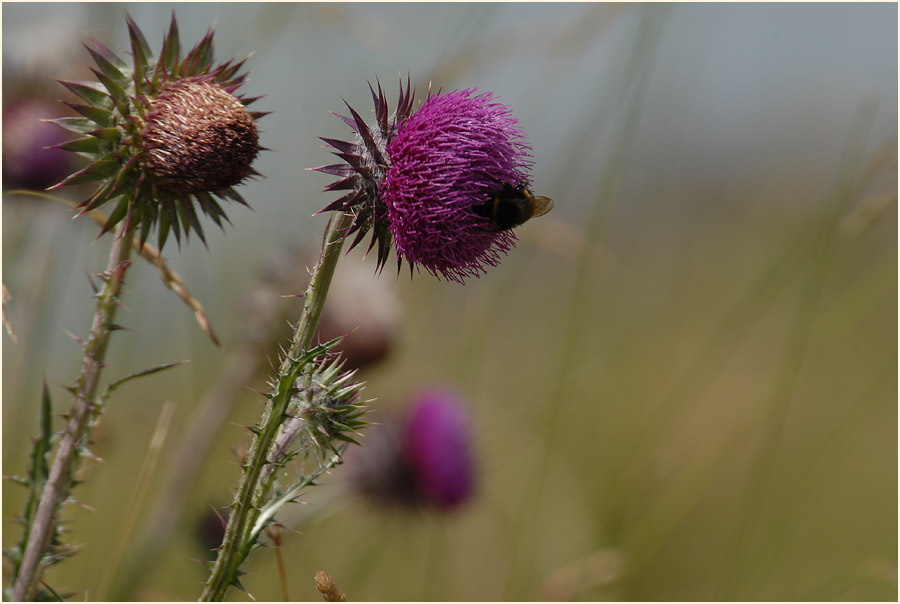 Nickende Distel(Carduus nutans)